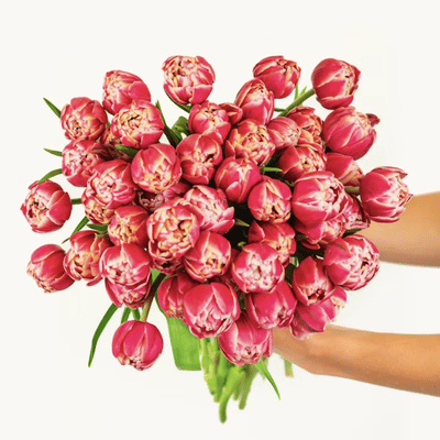 BloomsyBox Pink Peony Tulips