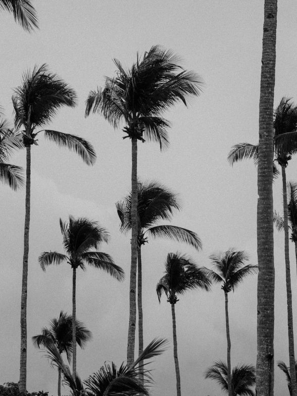 March Mood - Tall Trees